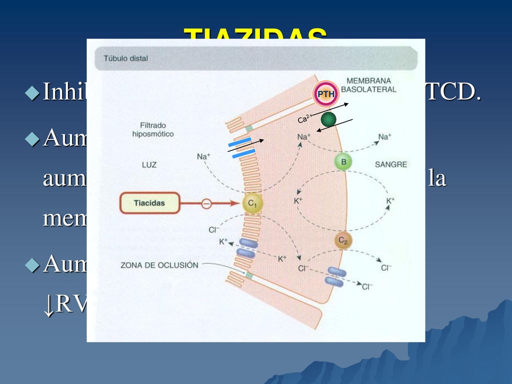 TIAZIDAS Inhiben la reabsorción de ClNa en el TCD.