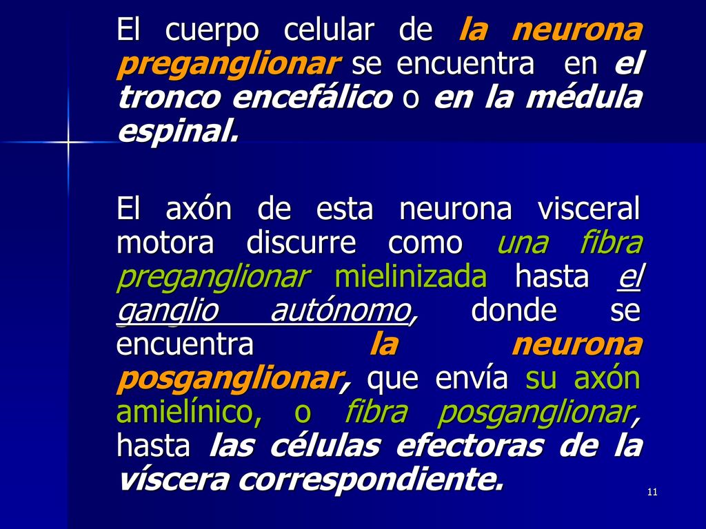 El cuerpo celular de la neurona preganglionar se encuentra en el tronco encefálico o en la médula espinal.