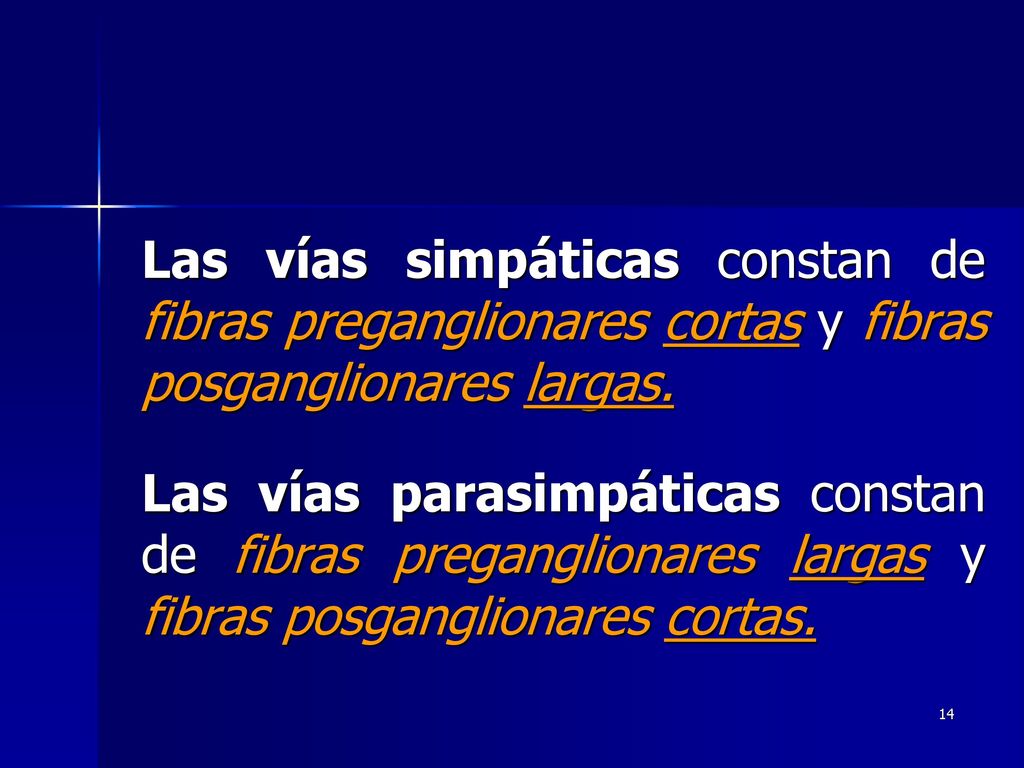 Las vías simpáticas constan de fibras preganglionares cortas y fibras posganglionares largas.