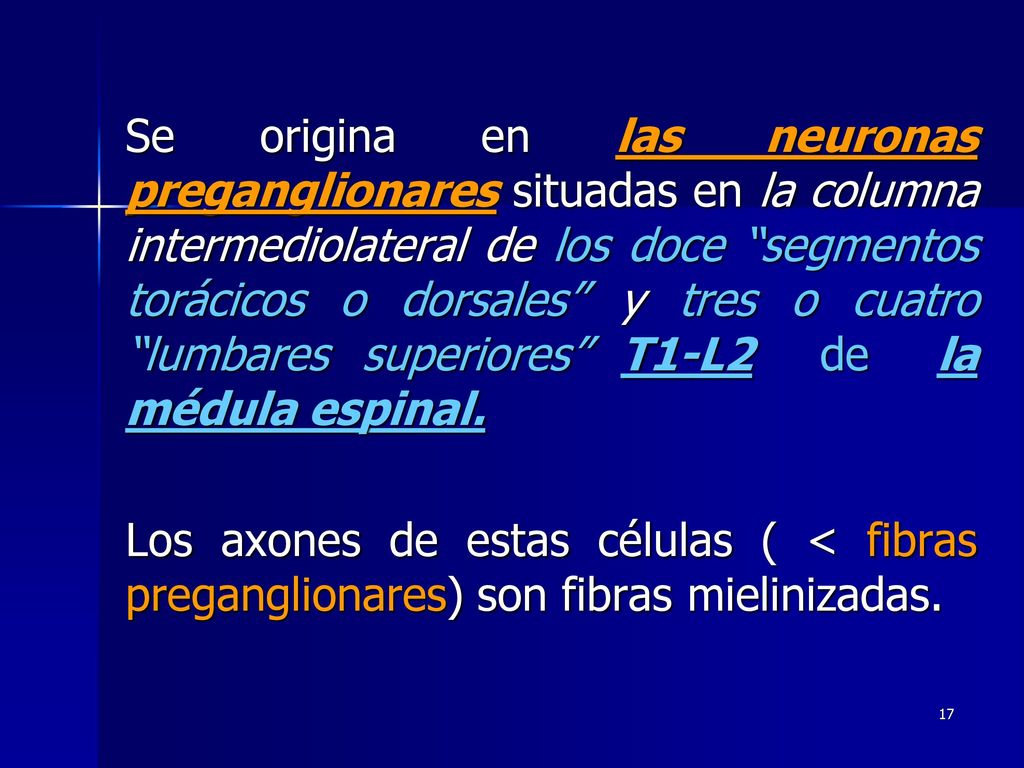 Se origina en las neuronas preganglionares situadas en la columna intermediolateral de los doce segmentos torácicos o dorsales y tres o cuatro lumbares superiores T1-L2 de la médula espinal.