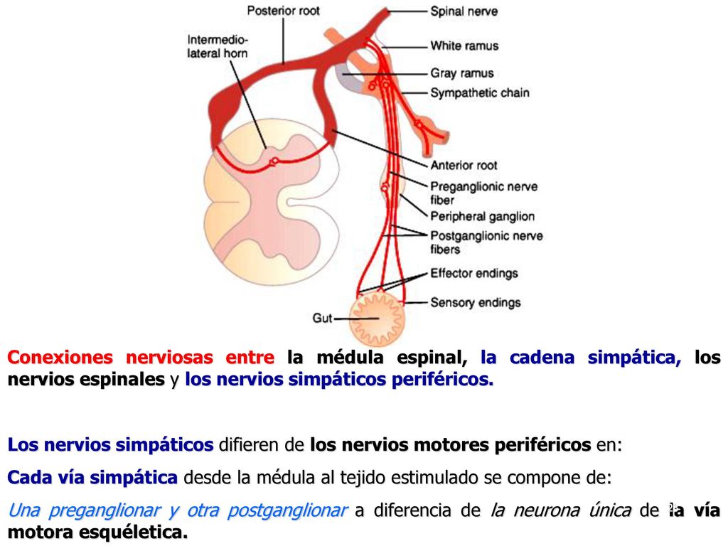 Conexiones nerviosas entre la médula espinal, la cadena simpática, los nervios espinales y los nervios simpáticos periféricos.