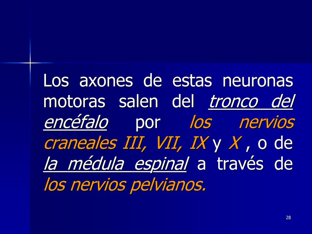 Los axones de estas neuronas motoras salen del tronco del encéfalo por los nervios craneales III, VII, IX y X , o de la médula espinal a través de los nervios pelvianos.