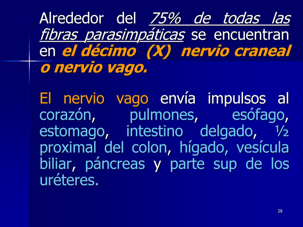 Alrededor del 75% de todas las fibras parasimpáticas se encuentran en el décimo (X) nervio craneal o nervio vago.