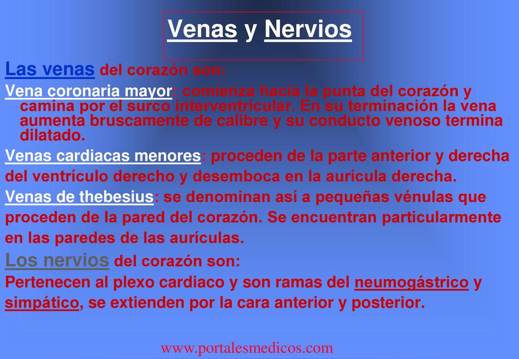 Venas y Nervios Las venas del corazón son: