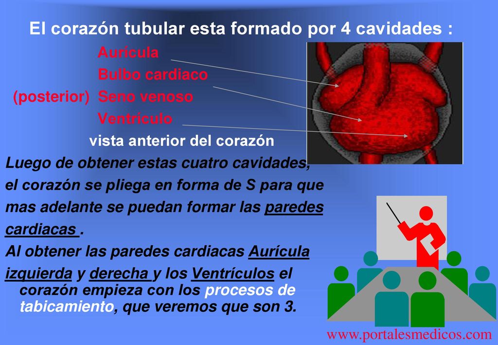 El corazón tubular esta formado por 4 cavidades :