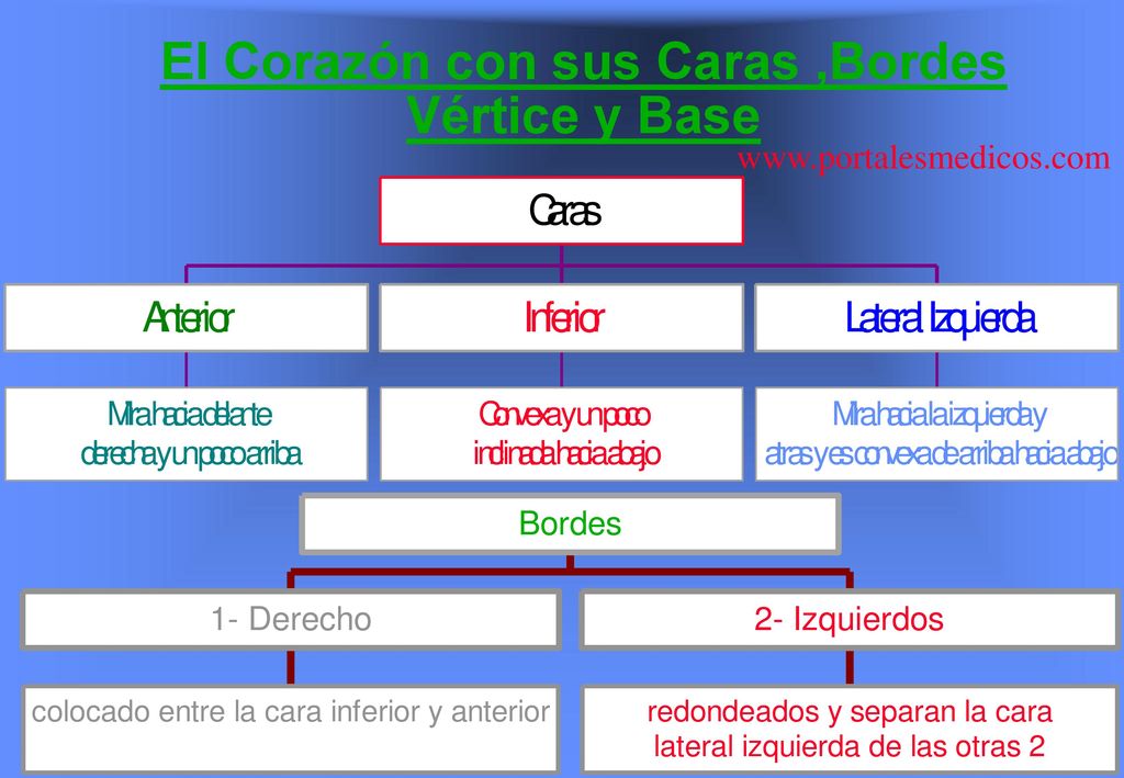 El Corazón con sus Caras ,Bordes Vértice y Base