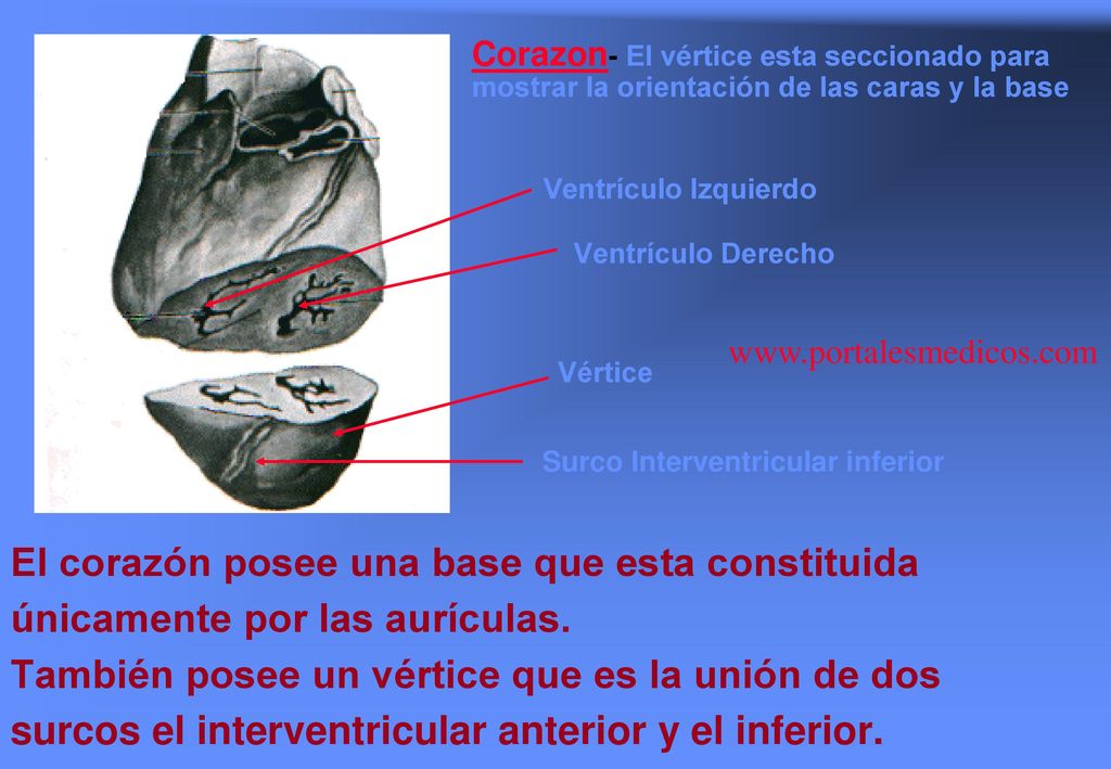 Corazon- El vértice esta seccionado para mostrar la orientación de las caras y la base Ventrículo Izquierdo Ventrículo Derecho Vértice Surco Interventricular inferior