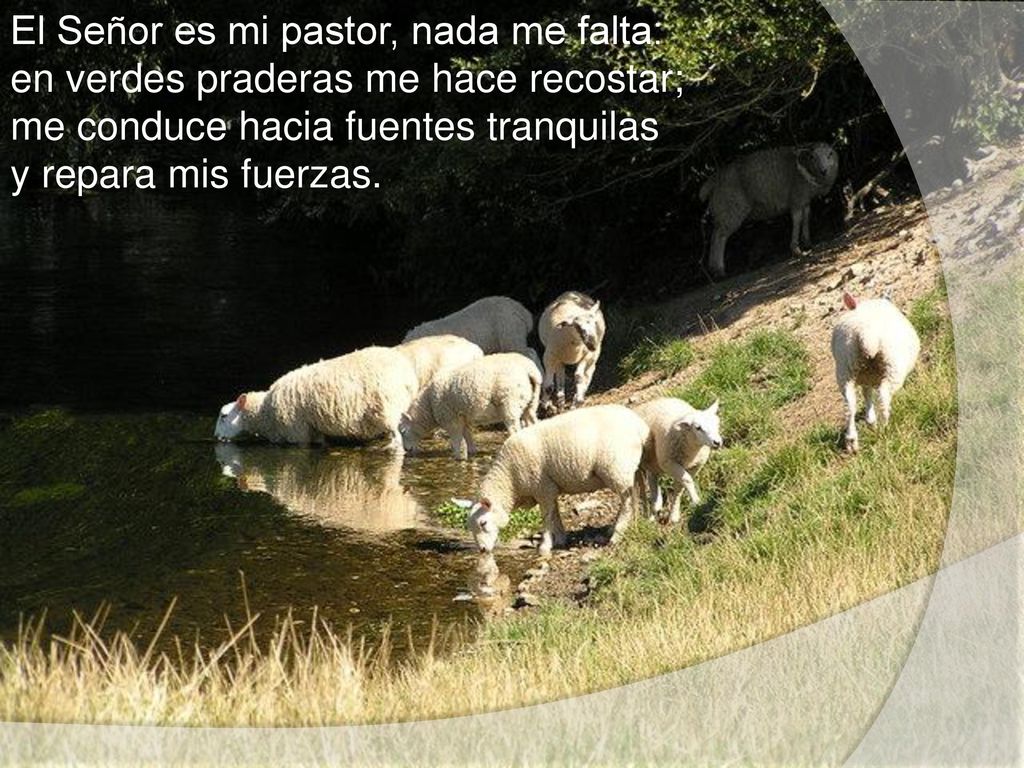 El Señor es mi pastor, nada me falta: en verdes praderas me hace recostar; me conduce hacia fuentes tranquilas y repara mis fuerzas.