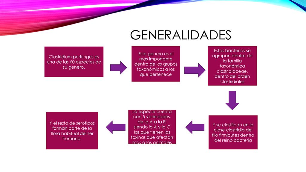 Clostridium perfringes es una de las 60 especies de su genero.