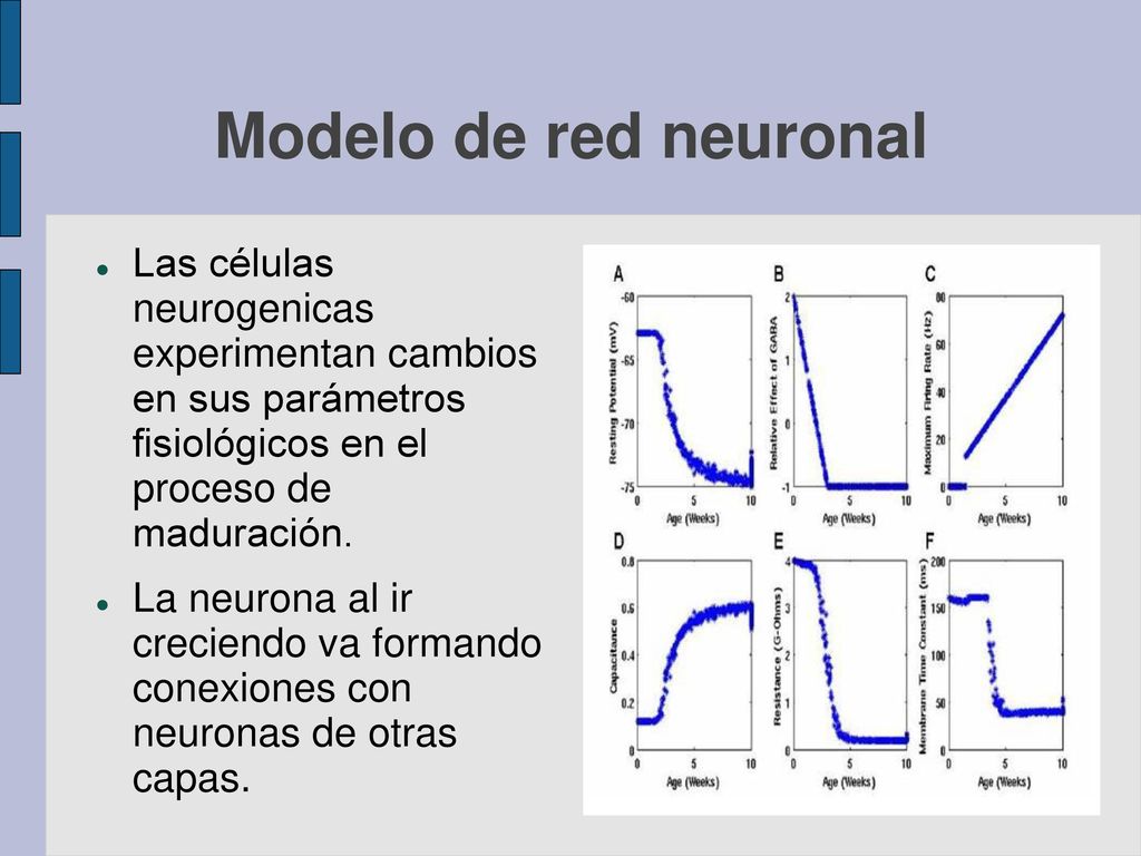 Modelo de red neuronal Las células neurogenicas experimentan cambios en sus parámetros fisiológicos en el proceso de maduración.