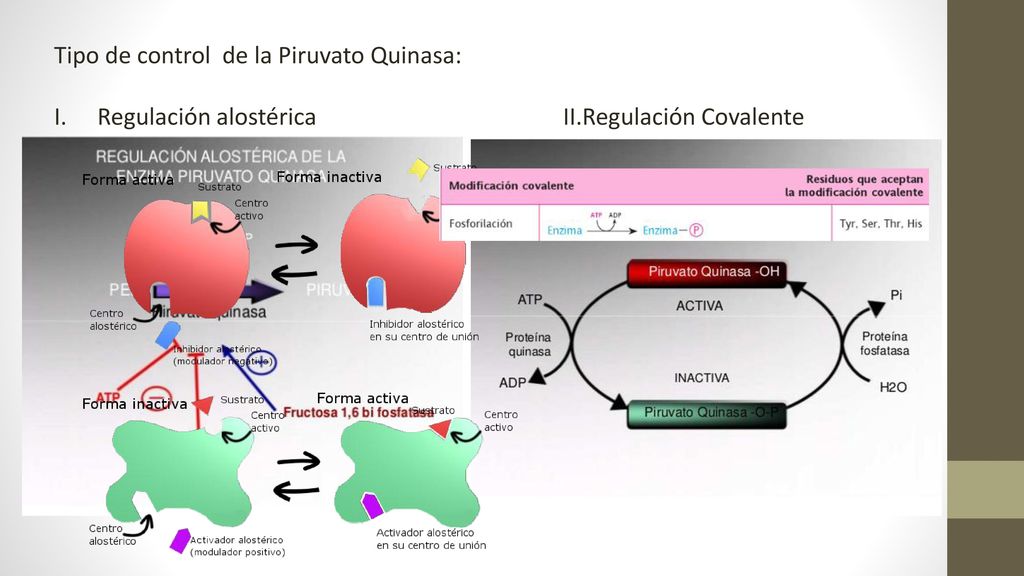Tipo de control de la Piruvato Quinasa: