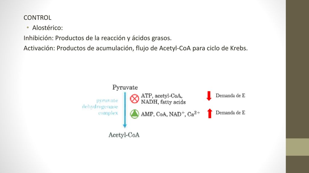 CONTROL Alostérico: Inhibición: Productos de la reacción y ácidos grasos.