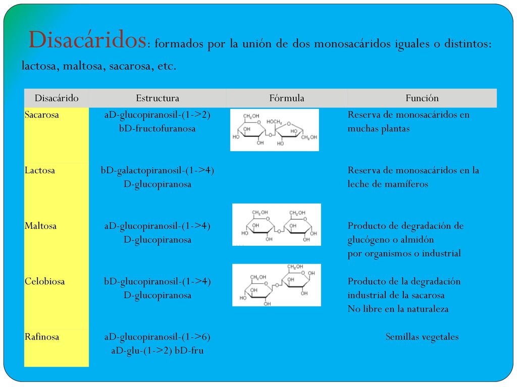 Disacáridos: formados por la unión de dos monosacáridos iguales o distintos: lactosa, maltosa, sacarosa, etc.