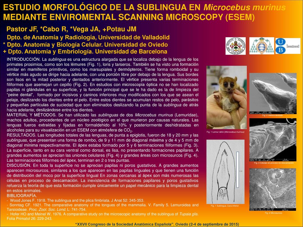ESTUDIO MORFOLÓGICO DE LA SUBLINGUA EN Microcebus murinus MEDIANTE ENVIROMENTAL SCANNING MICROSCOPY (ESEM) Pastor JF, *Cabo R, *Vega JA, +Potau JM Dpto. de Anatomía y Radiología, Universidad de Valladolid * Dpto. Anatomía y Biología Celular. Universidad de Oviedo + Dpto. Anatomía y Embriología. Universidad de Barcelona