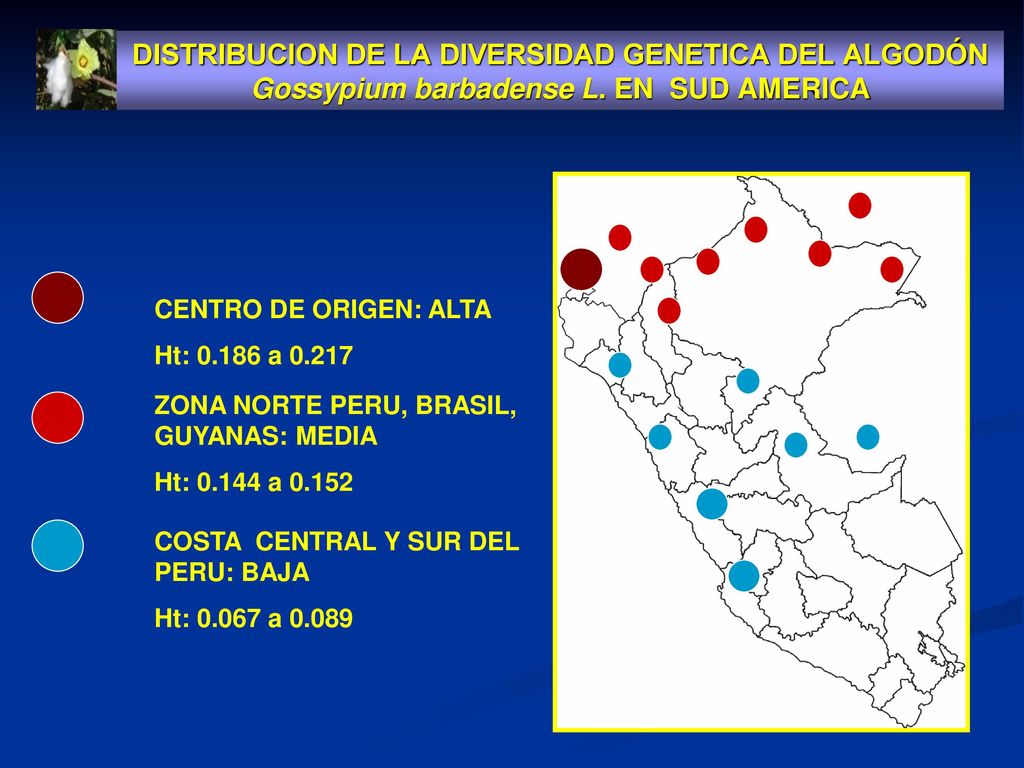 DISTRIBUCION DE LA DIVERSIDAD GENETICA DEL ALGODÓN Gossypium barbadense L. EN SUD AMERICA
