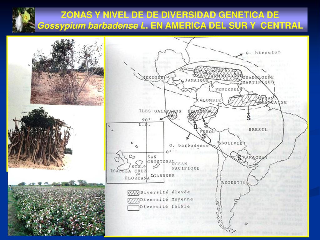 ZONAS Y NIVEL DE DE DIVERSIDAD GENETICA DE Gossypium barbadense L