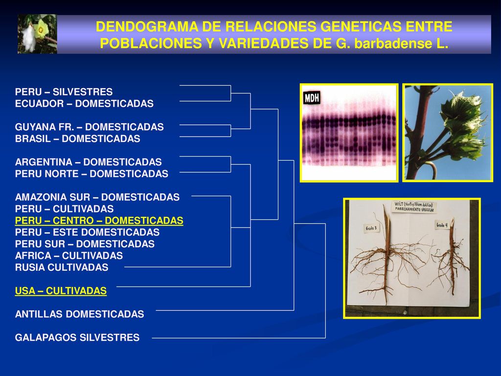 DENDOGRAMA DE RELACIONES GENETICAS ENTRE POBLACIONES Y VARIEDADES DE G