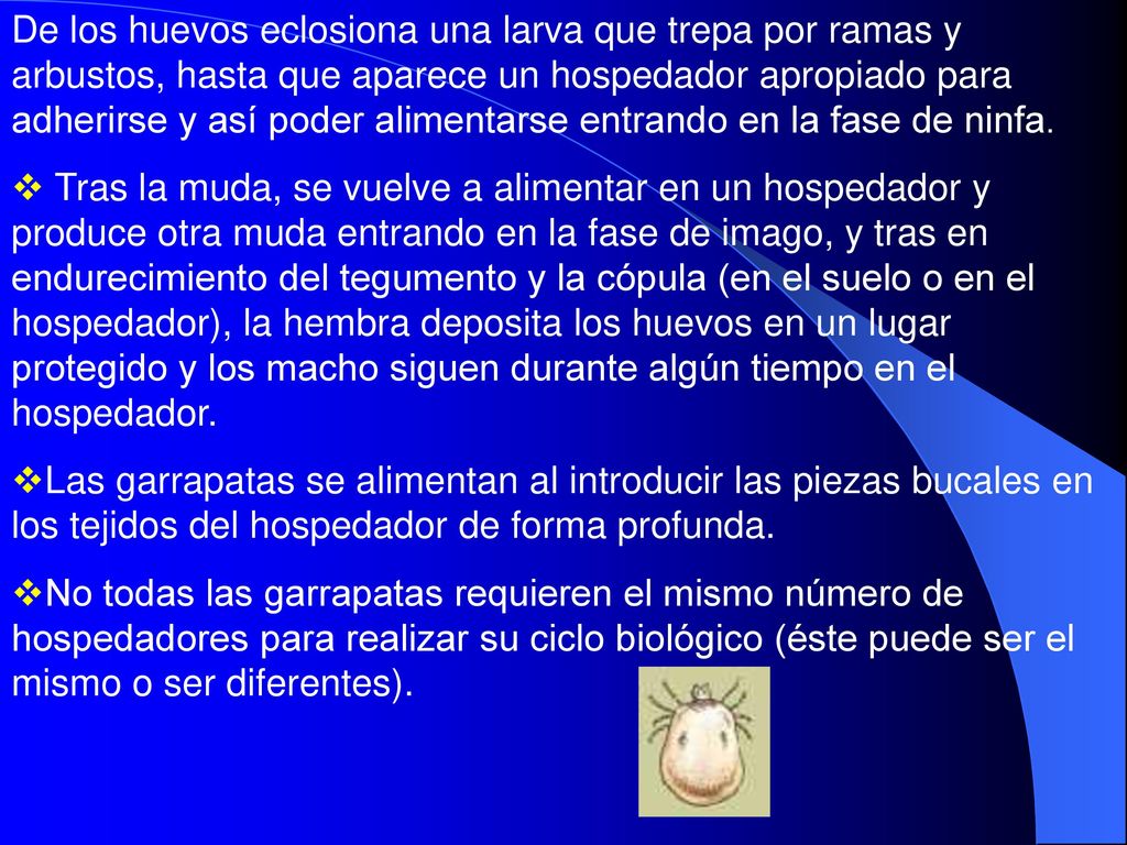 De los huevos eclosiona una larva que trepa por ramas y arbustos, hasta que aparece un hospedador apropiado para adherirse y así poder alimentarse entrando en la fase de ninfa.