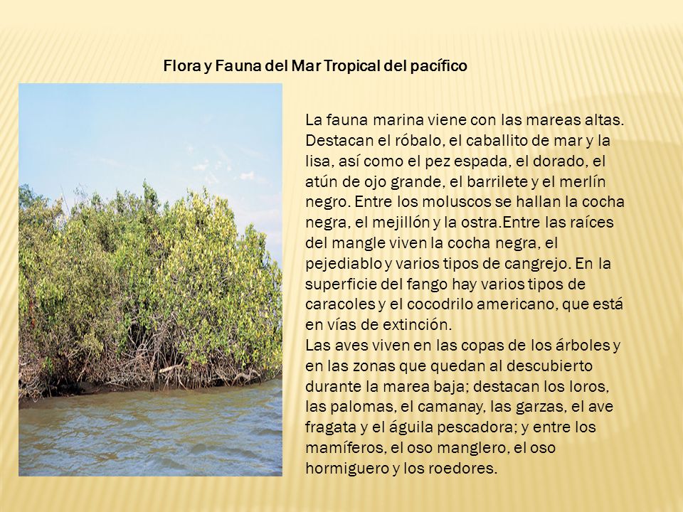 Flora y Fauna del Mar Tropical del pacífico