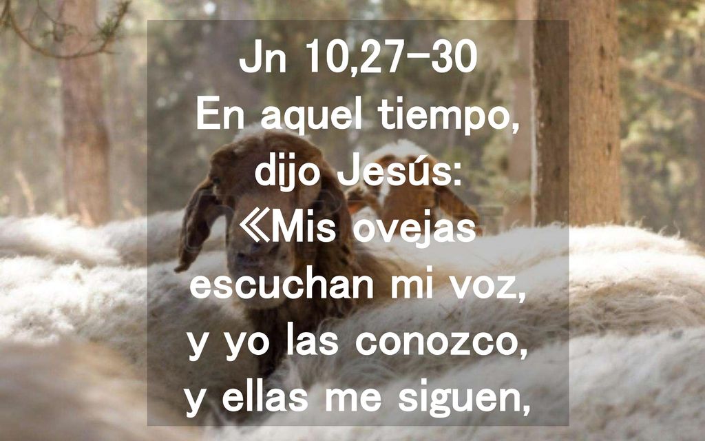 Jn 10,27-30 En aquel tiempo, dijo Jesús: «Mis ovejas escuchan mi voz, y yo las conozco, y ellas me siguen,