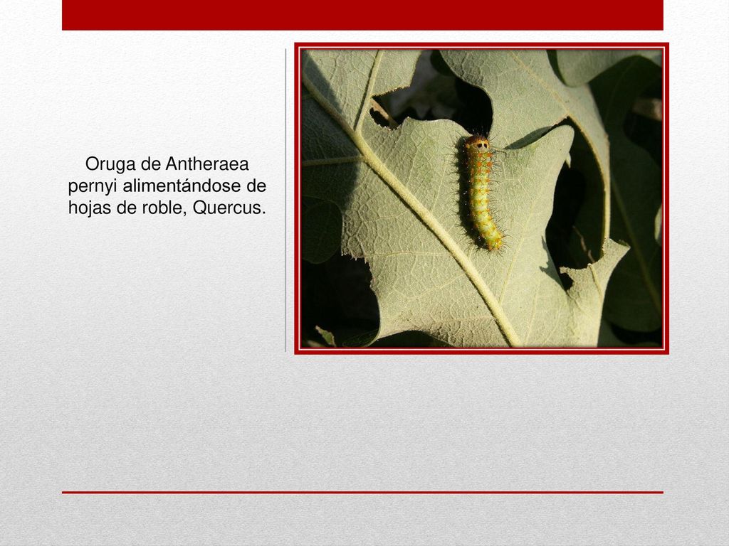Oruga de Antheraea pernyi alimentándose de hojas de roble, Quercus.