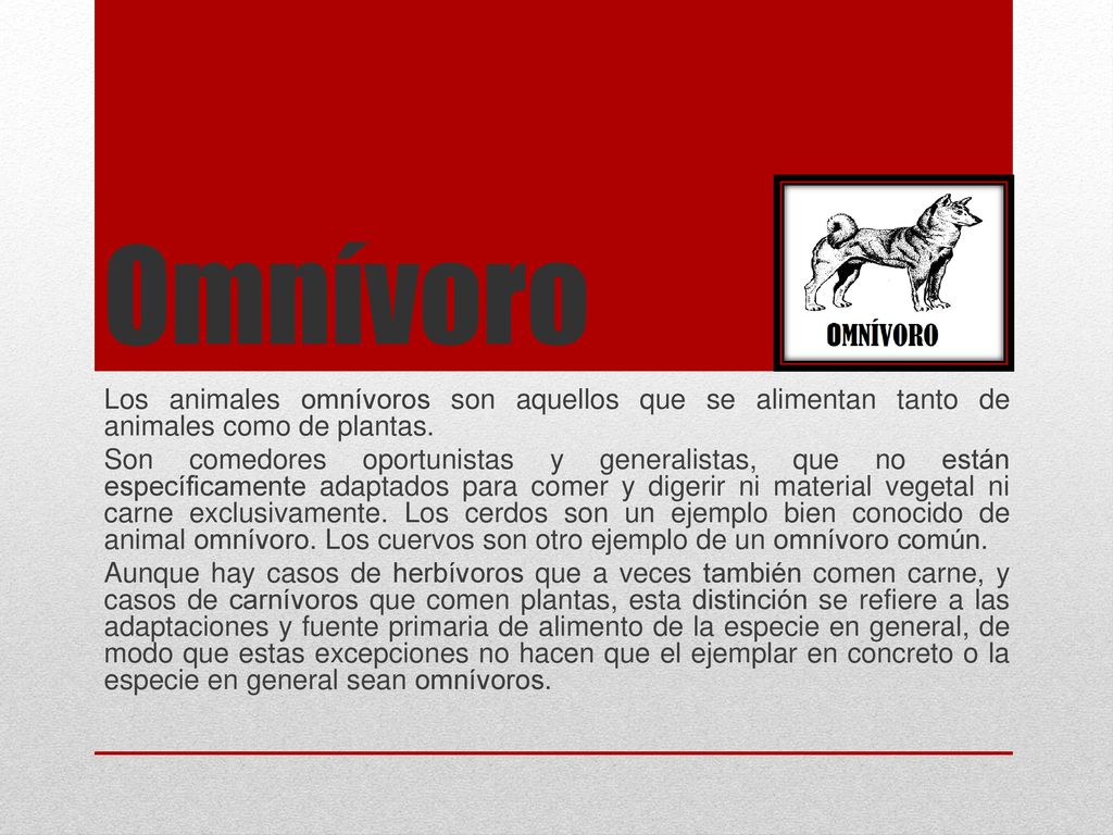 Omnívoro Los animales omnívoros son aquellos que se alimentan tanto de animales como de plantas.