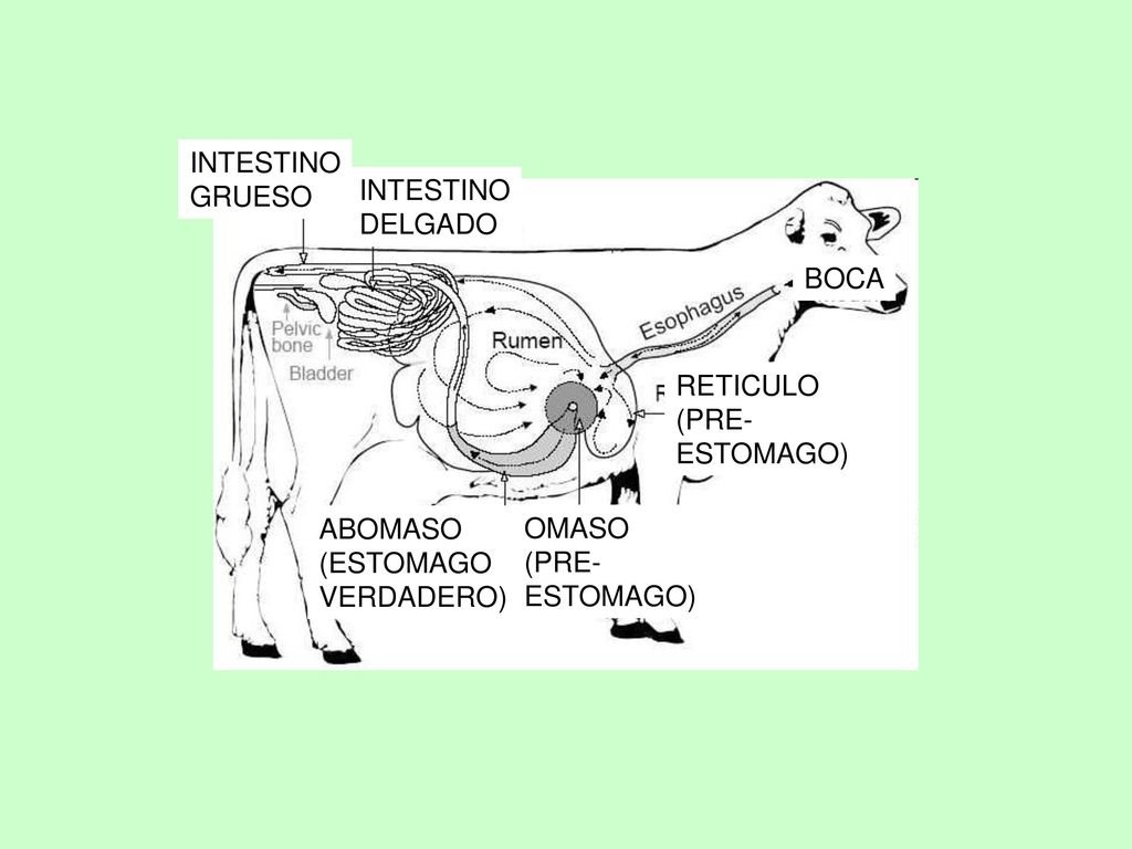 INTESTINO GRUESO DELGADO ABOMASO (ESTOMAGO VERDADERO) OMASO (PRE- ESTOMAGO) RETICULO BOCA