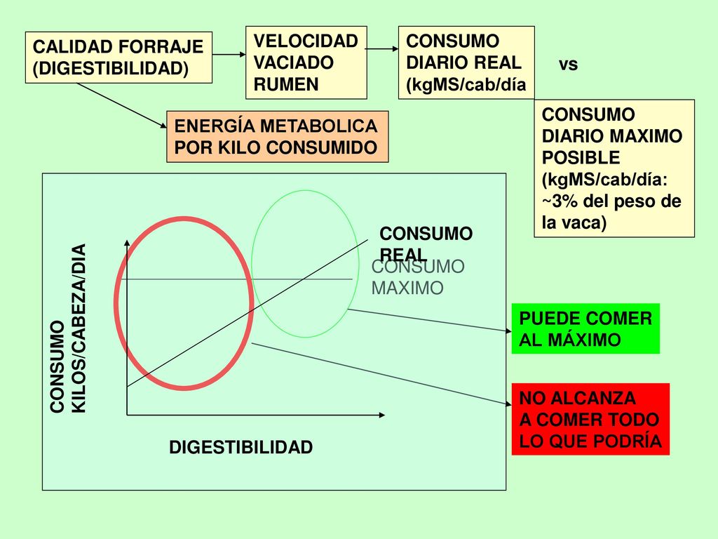 CALIDAD FORRAJE (DIGESTIBILIDAD) VELOCIDAD. VACIADO. RUMEN. CONSUMO. DIARIO REAL. (kgMS/cab/día.