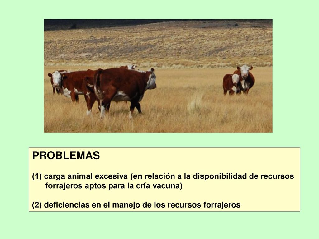 PROBLEMAS (1) carga animal excesiva (en relación a la disponibilidad de recursos. forrajeros aptos para la cría vacuna)