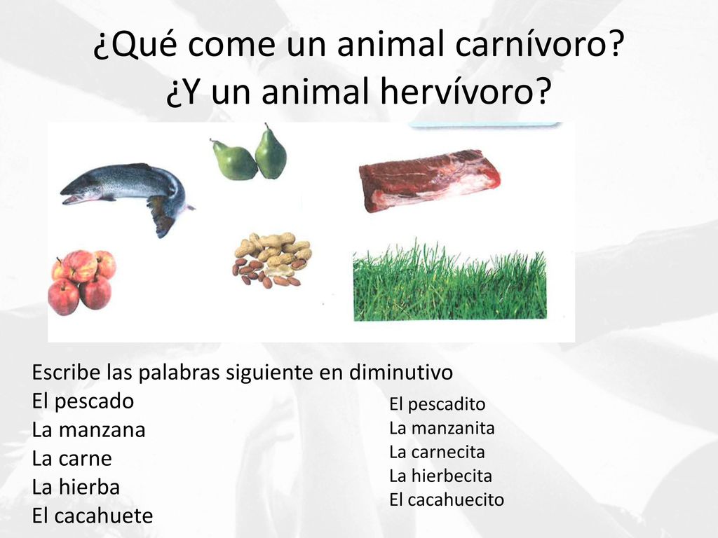 ¿Qué come un animal carnívoro ¿Y un animal hervívoro