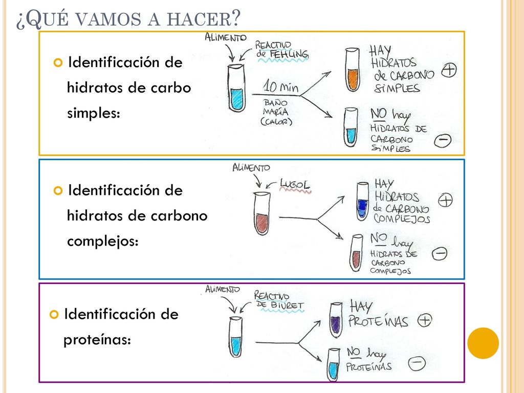 ¿Qué vamos a hacer Identificación de hidratos de carbono simples: