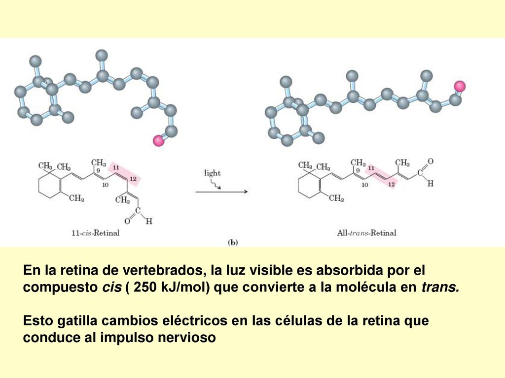 En la retina de vertebrados, la luz visible es absorbida por el compuesto cis ( 250 kJ/mol) que convierte a la molécula en trans.