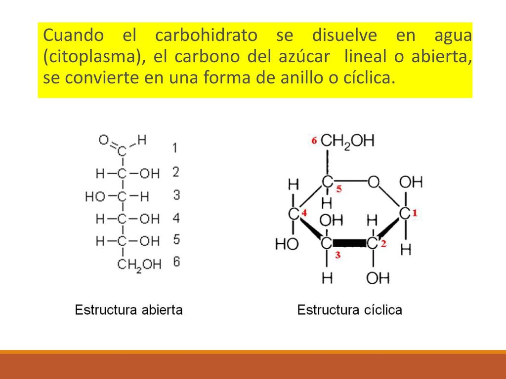 Cuando el carbohidrato se disuelve en agua (citoplasma), el carbono del azúcar lineal o abierta, se convierte en una forma de anillo o cíclica.