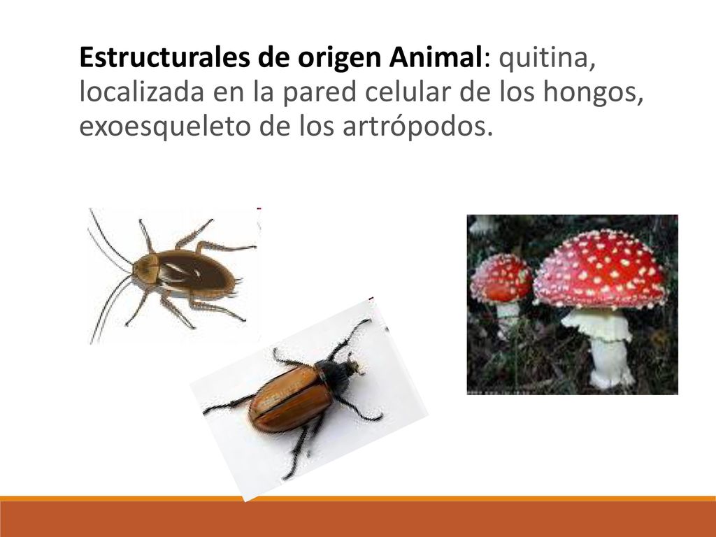 Estructurales de origen Animal: quitina, localizada en la pared celular de los hongos, exoesqueleto de los artrópodos.