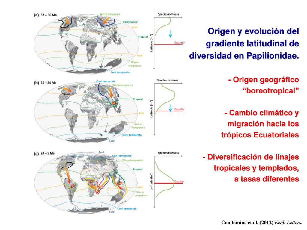 Origen y evolución del gradiente latitudinal de diversidad en Papilionidae. - Origen geográfico boreotropical - Cambio climático y migración hacia los trópicos Ecuatoriales - Diversificación de linajes tropicales y templados, a tasas diferentes