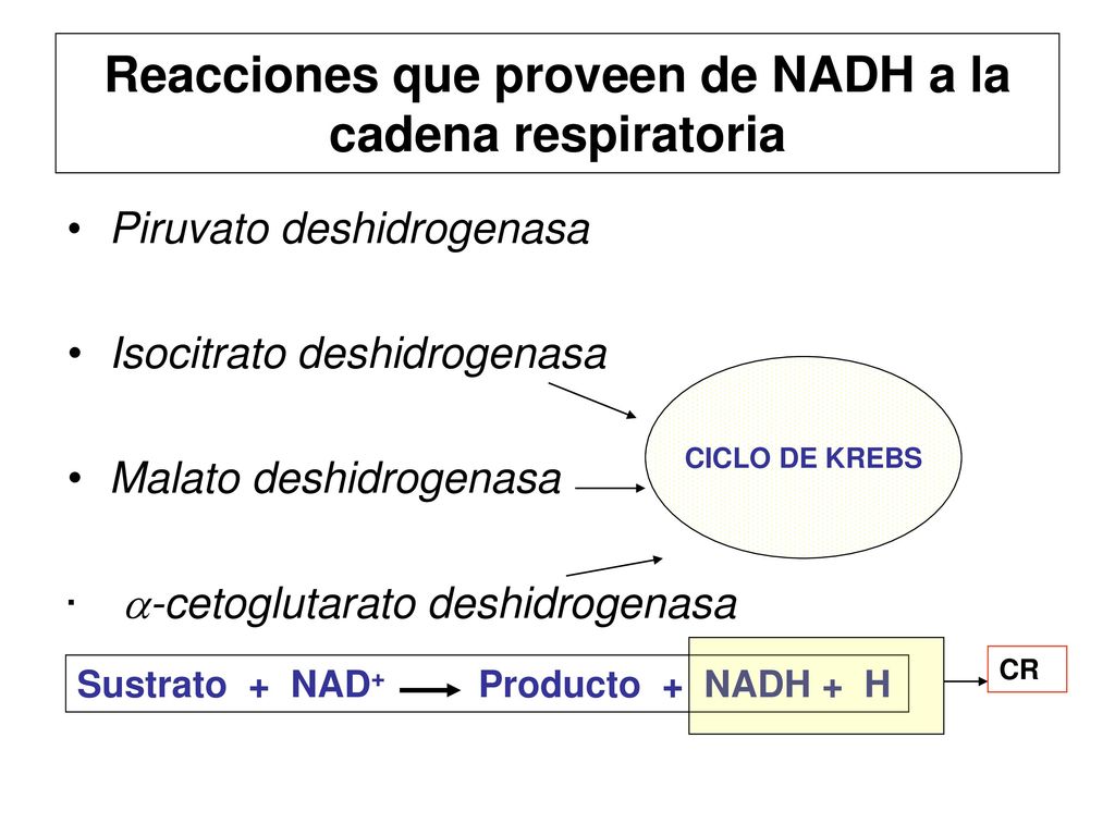 Reacciones que proveen de NADH a la cadena respiratoria