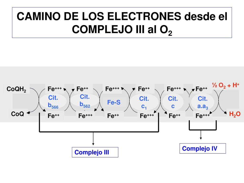 CAMINO DE LOS ELECTRONES desde el COMPLEJO III al O2