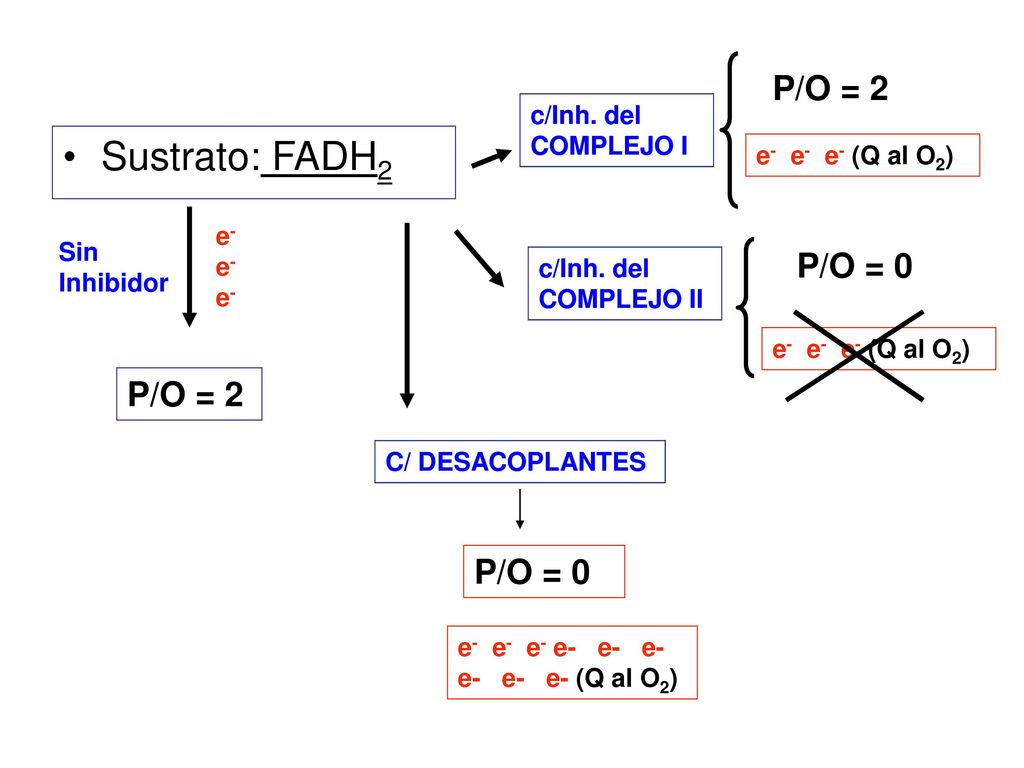 Sustrato: FADH2 P/O = 2 P/O = 0 P/O = 2 P/O = 0 c/Inh. del COMPLEJO I