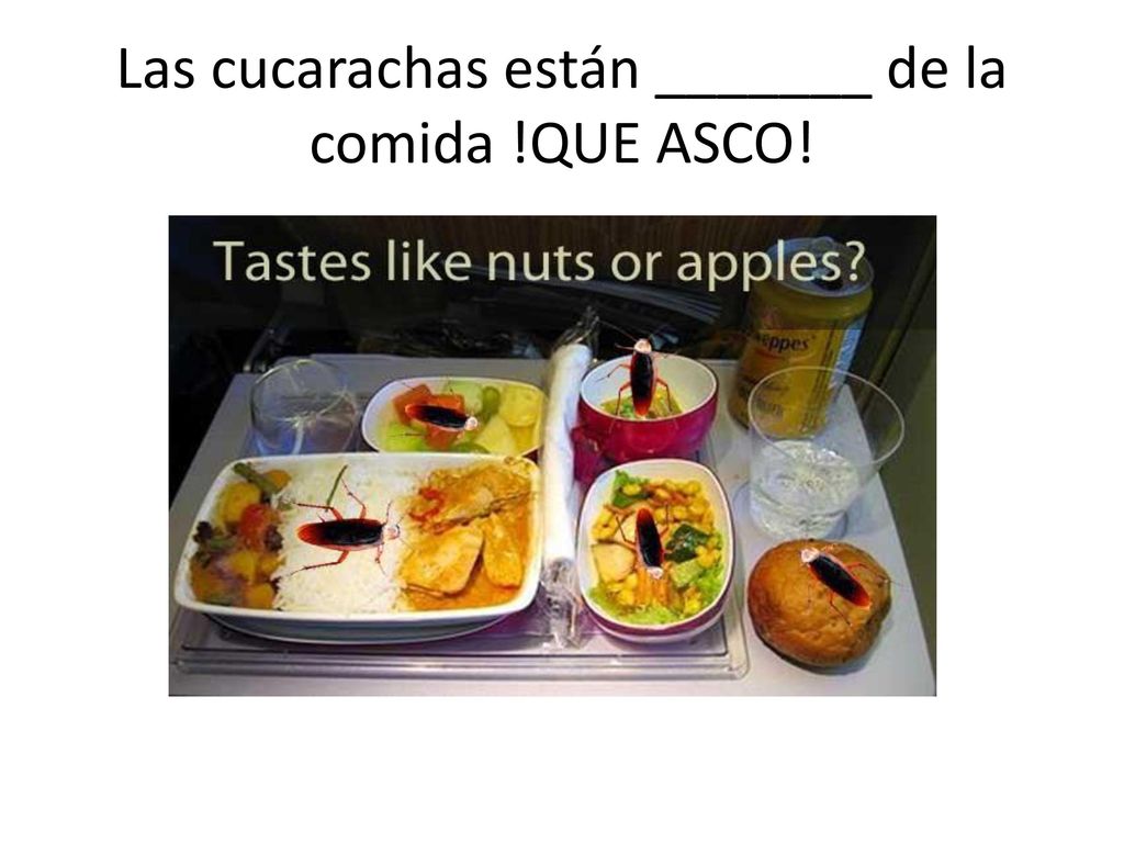 Las cucarachas están _______ de la comida !QUE ASCO!