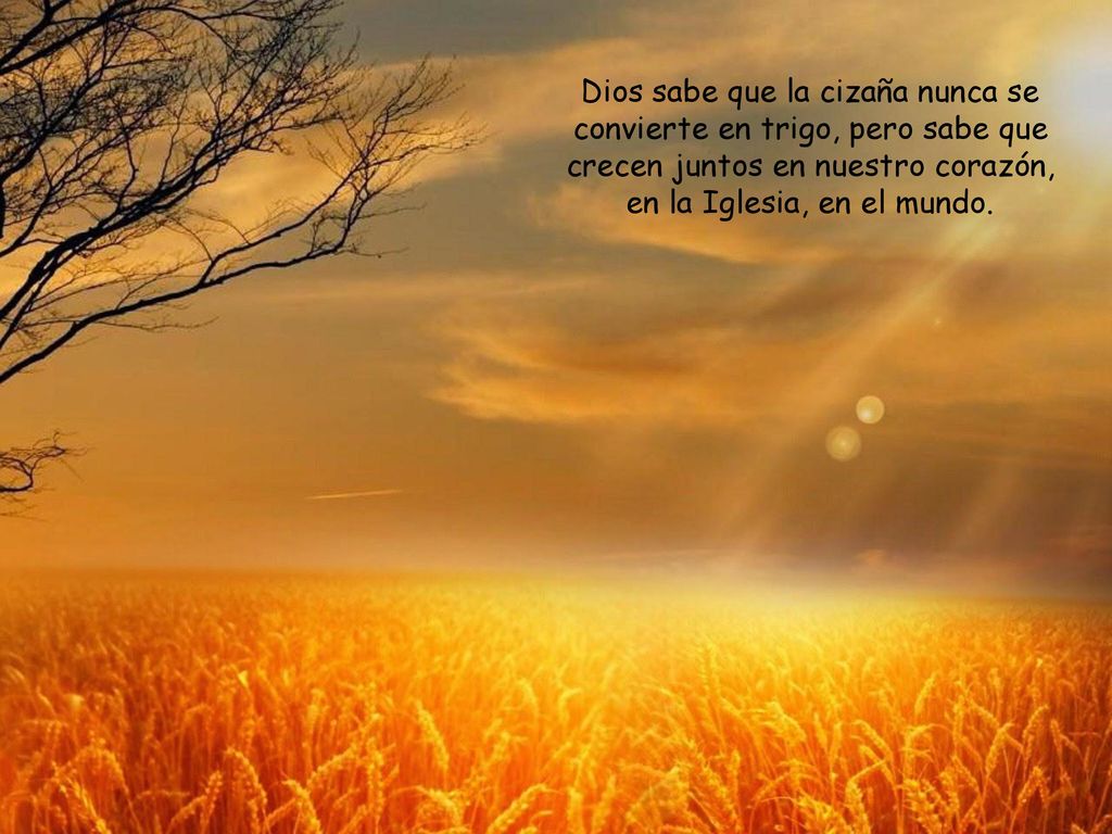 Dios sabe que la cizaña nunca se convierte en trigo, pero sabe que crecen juntos en nuestro corazón, en la Iglesia, en el mundo.