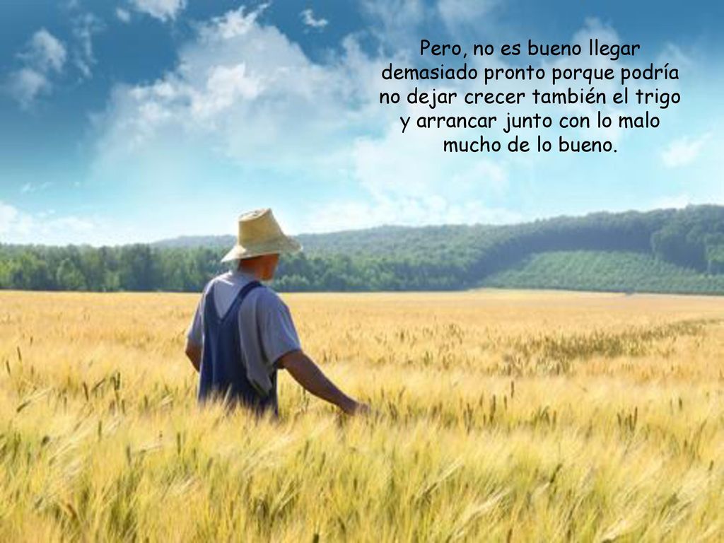 Pero, no es bueno llegar demasiado pronto porque podría no dejar crecer también el trigo y arrancar junto con lo malo mucho de lo bueno.
