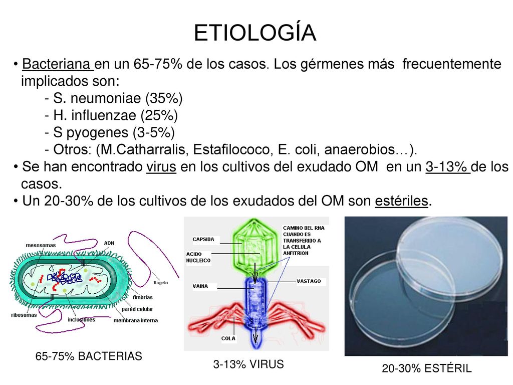 ETIOLOGÍA • Bacteriana en un 65-75% de los casos. Los gérmenes más frecuentemente. implicados son: