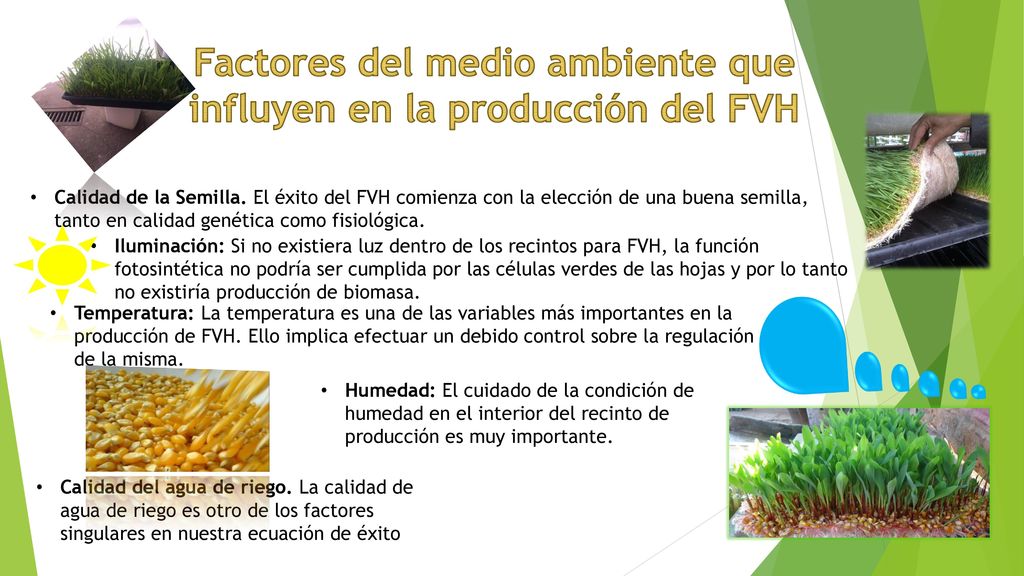 Factores del medio ambiente que influyen en la producción del FVH