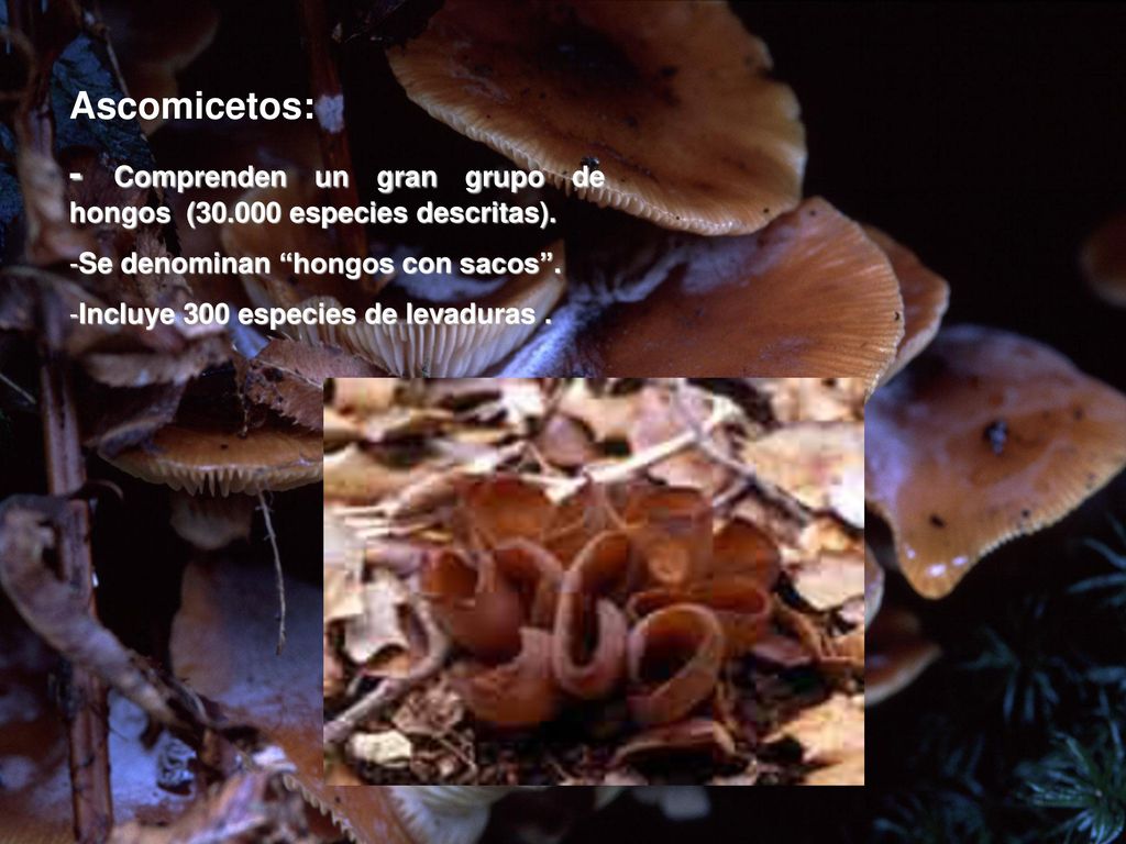 - Comprenden un gran grupo de hongos ( especies descritas).
