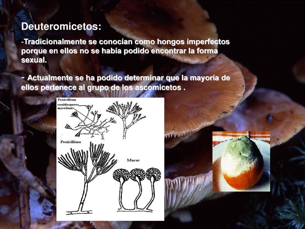 Deuteromicetos: Tradicionalmente se conocían como hongos imperfectos porque en ellos no se había podido encontrar la forma sexual.
