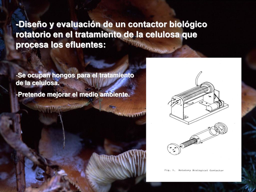 -Diseño y evaluación de un contactor biológico rotatorio en el tratamiento de la celulosa que procesa los efluentes: