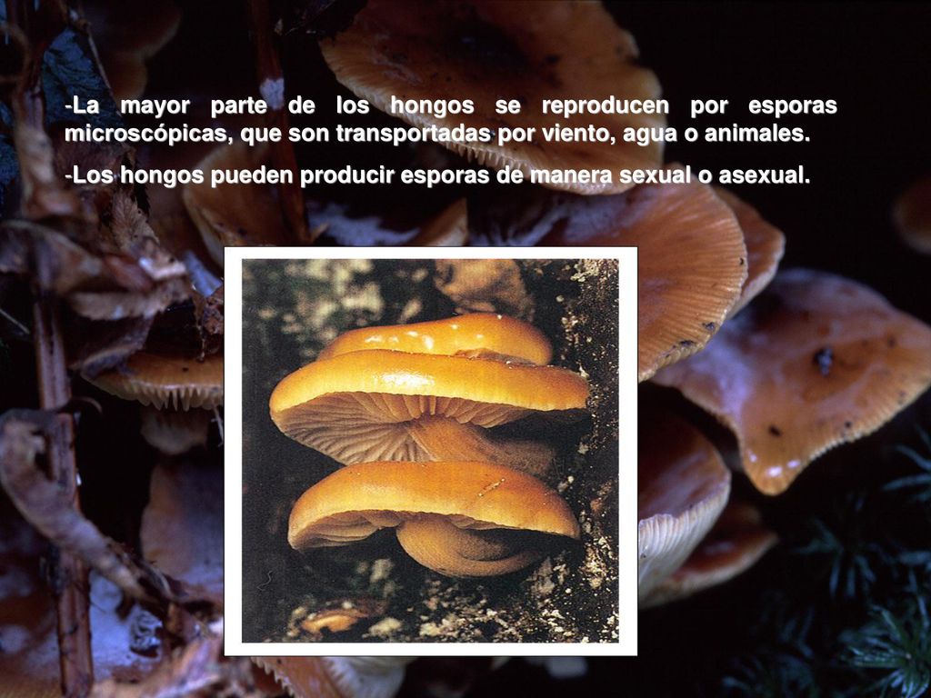 La mayor parte de los hongos se reproducen por esporas microscópicas, que son transportadas por viento, agua o animales.