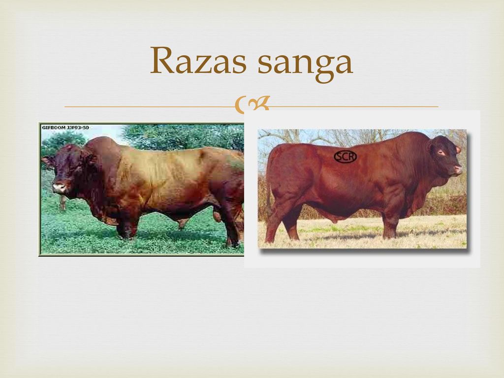 Razas sanga Bonsmara , senepol, San Ignacio, Afrikander y Tuli son puras Sanga.