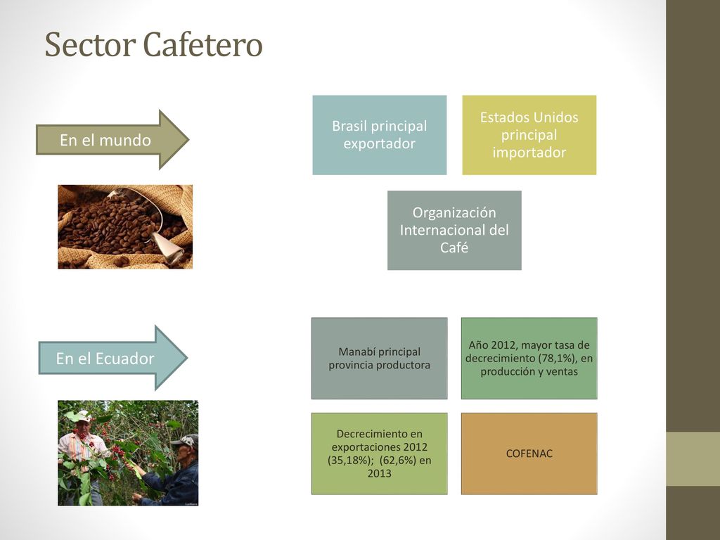 Sector Cafetero En el mundo En el Ecuador