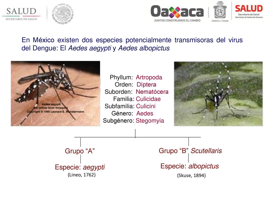 En México existen dos especies potencialmente transmisoras del virus del Dengue: El Aedes aegypti y Aedes albopictus
